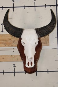 WATER BUFFALO Skull on a Wood Wall Pedestal