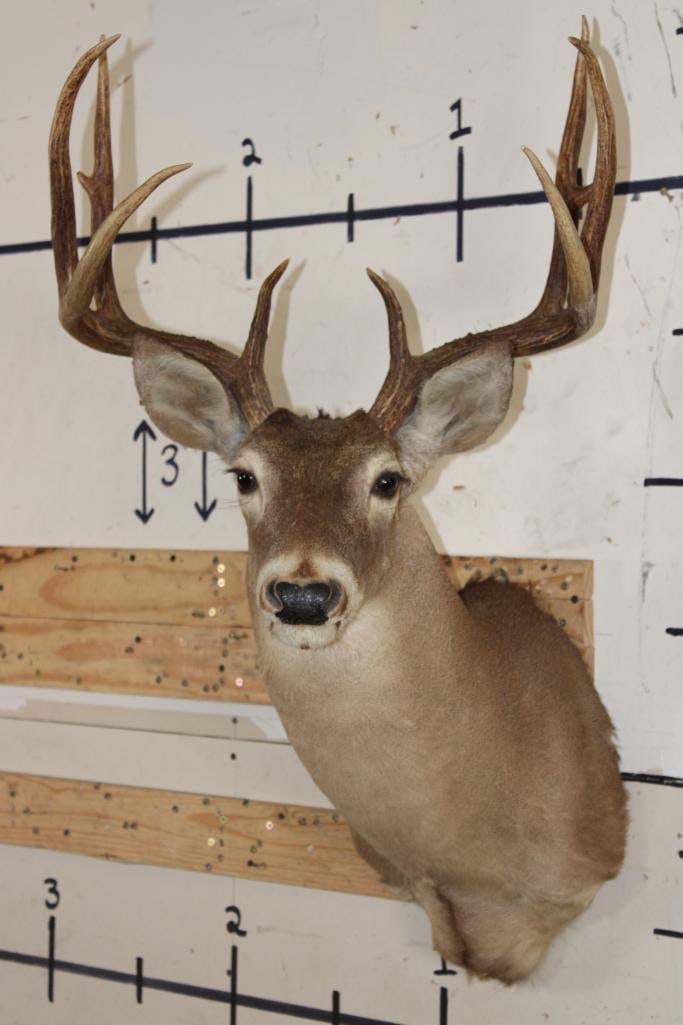 10-Point WHITETAIL DEER Shoulder Mount: Nice 10-Point WHITETAIL DEER Shoulder Mount. It has a 20" Spread and is in Good Condition. TAXIDERMY