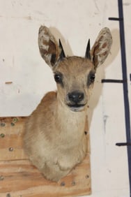 GRYSBOK Shoulder Mount