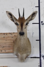 COMMON DUIKER Shoulder Mount