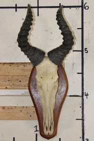 Big Heavy Horned RED HARTEBEEST Skull on a Wooden Plaque