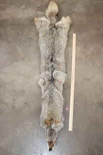 COYOTE HIDE: Nice and soft COYOTE Hide, Pelt or Fur. It measures 56" Long. TAXIDERMY HIDES