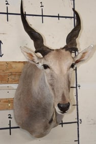ELAND Shoulder Mount