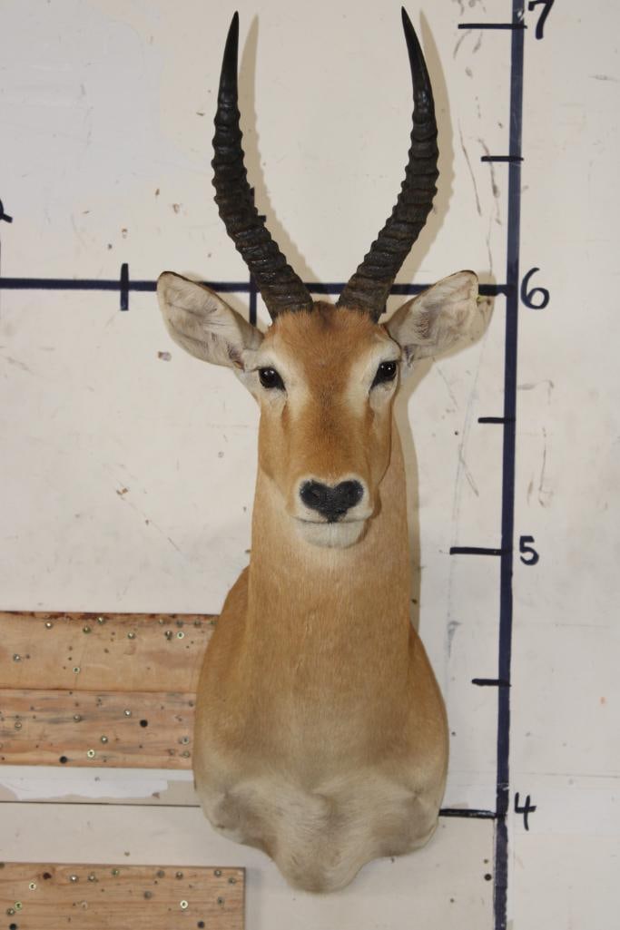 PUKU Shoulder Mount (1 of 8)