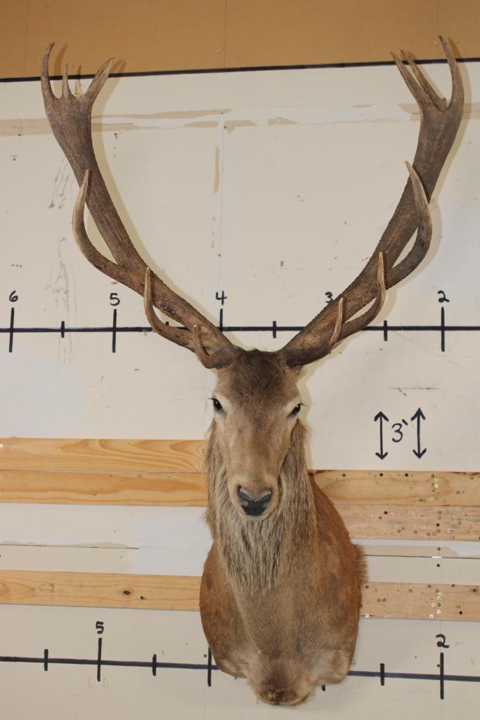 16-Point RED STAG Shoulder Mount: Nice 16-Point RED STAG Shoulder Mount. It has a 35.5" Spread and is in Good Condition. TAXIDERMY