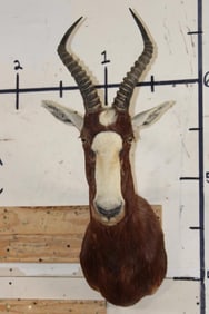 BLESBOK Shoulder Mount