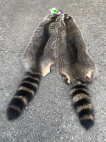 (2) *New* Large RACCOON FURS or Hides (ONE$)