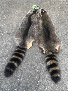 (2) *New* Large RACCOON FURS or Hides (ONE$): 2 *New* Large Soft and Tanned RACCOON FURS or Hides. They measure 35" Long each. Great taxidermy decor for any rustic interior space!&nbsp; (ONE$) TAXIDERMY&nbsp;