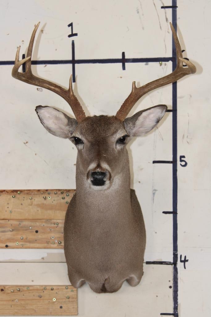 7-Point WHITETAIL DEER Shoulder Mount (1 of 8)