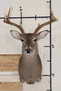 7-Point WHITETAIL DEER Shoulder Mount: Nice and Clean, little 7-Point WHITETAIL DEER Shoulder Mount in Good Condition. TAXIDERMY