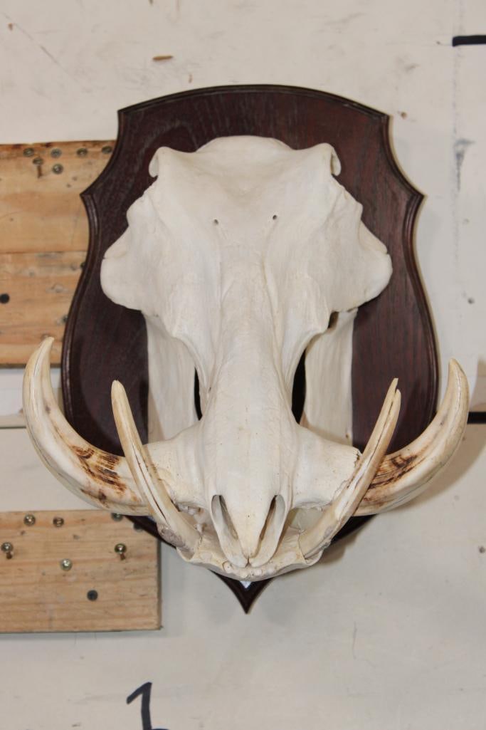 WARTHOG Skull on a Wooden Plaque (1 of 9)