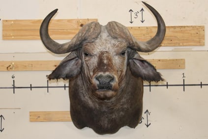 CAPE BUFFALO Shoulder Mount