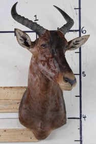 TSESSEBE Shoulder Mount