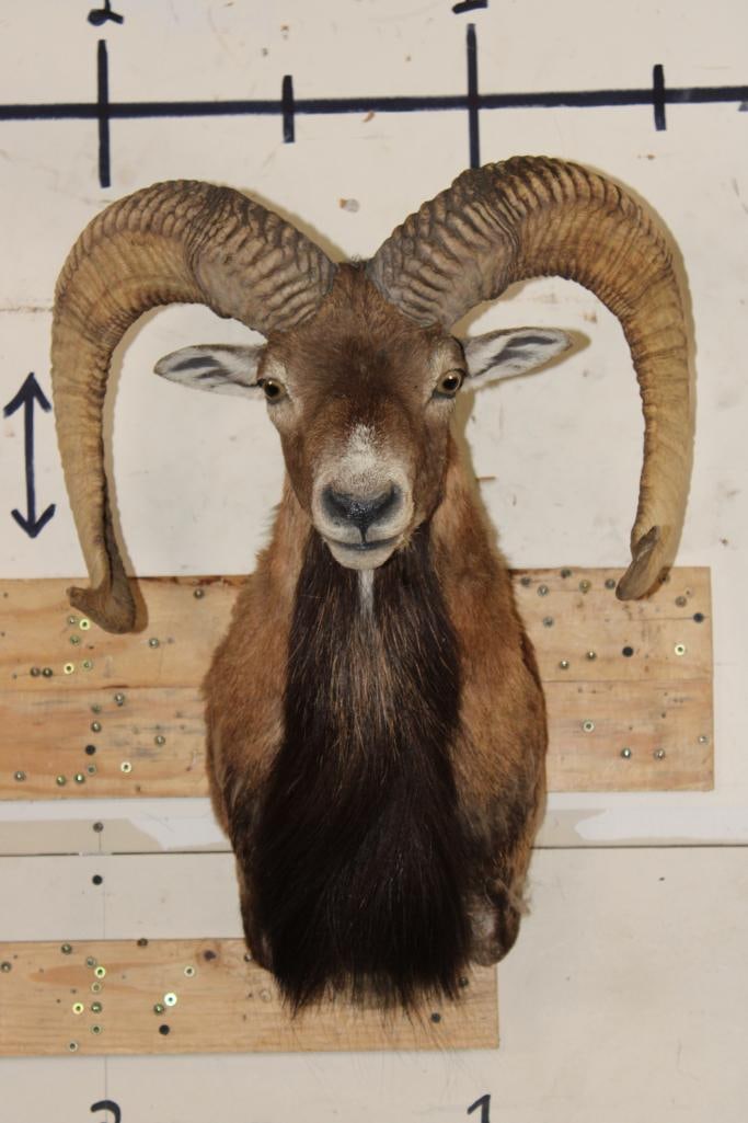 MOUFLON Shoulder Mount (1 of 11)