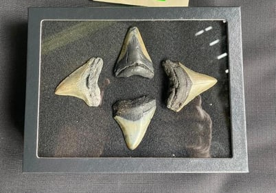 (4) Large MEGALODON SHARK Teeth Fossils in a Glass Display Case (ONE$)