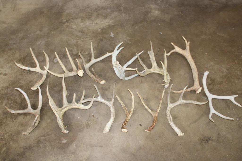 (9) Assorted Antler SHEDS and (4) Antler Cutoffs (ONE$) (1 of 6)