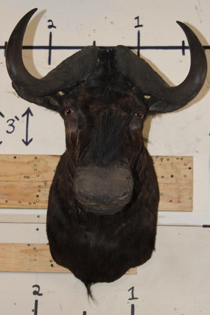 BLACK WILDEBEEST Shoulder Mount (1 of 9)