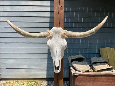 Big STEER Skull and Horns