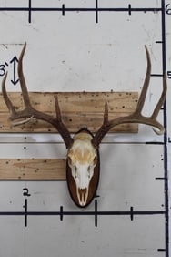 8-Point WHITETAIL DEER Skull on a Wooden Plaque