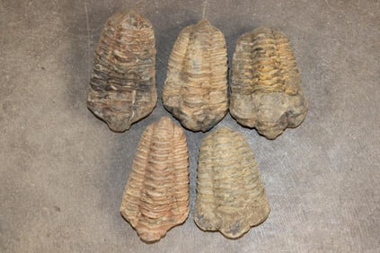 (5) TRILOBITE Fossils from Morocco (ONE$)