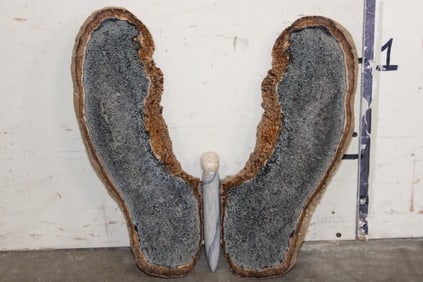 Large Petrified PALM WOOD Butterfly