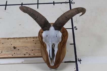 Female Painted AOUDAD Skull on a Wood Plaque Wall Pedestal