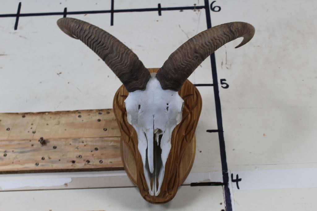 Female Painted AOUDAD Skull on a Wood Plaque Wall Pedestal: This Female AOUDAD Skull is painted and has ALL its Teeth. It is missing a nasal bone. Mounted on a Wooden Plaque Wall Pedestal. TAXIDERMY
