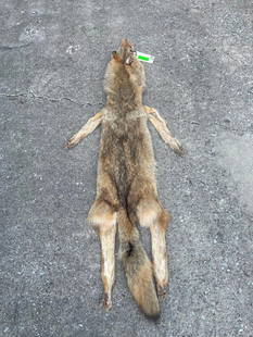 XXL *New* HEAVY Fur COYOTE Hide. All parts for a Mount: *New* Super nice and complete XXL COYOTE Hide or fur. It has been tanned and has the head and all the feet for a taxidermy mount. It measures 60" Long. Beautiful for log cabin decor. TAXIDERMY