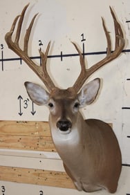 13-Point WHITETAIL DEER Shoulder Mount with 4 Brow Tines