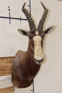 *TEXAS RESIDENTS ONLY* BONTEBOK Shoulder Mount: *TEXAS RESIDENTS ONLY*! BONTEBOK Shoulder Mount. It has minor ear repairs but is otherwise in Good Condition. TAXIDERMY