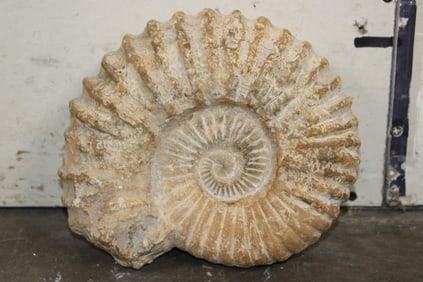 Big 11 lb AMMONITE FOSSIL Specimen from Morocco