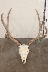 8-Point MULE DEER Skull