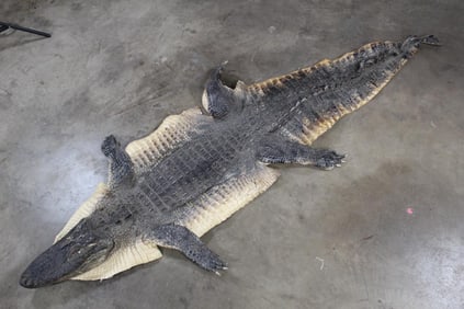 ALLIGATOR Hide/Skin with its Mounted Head