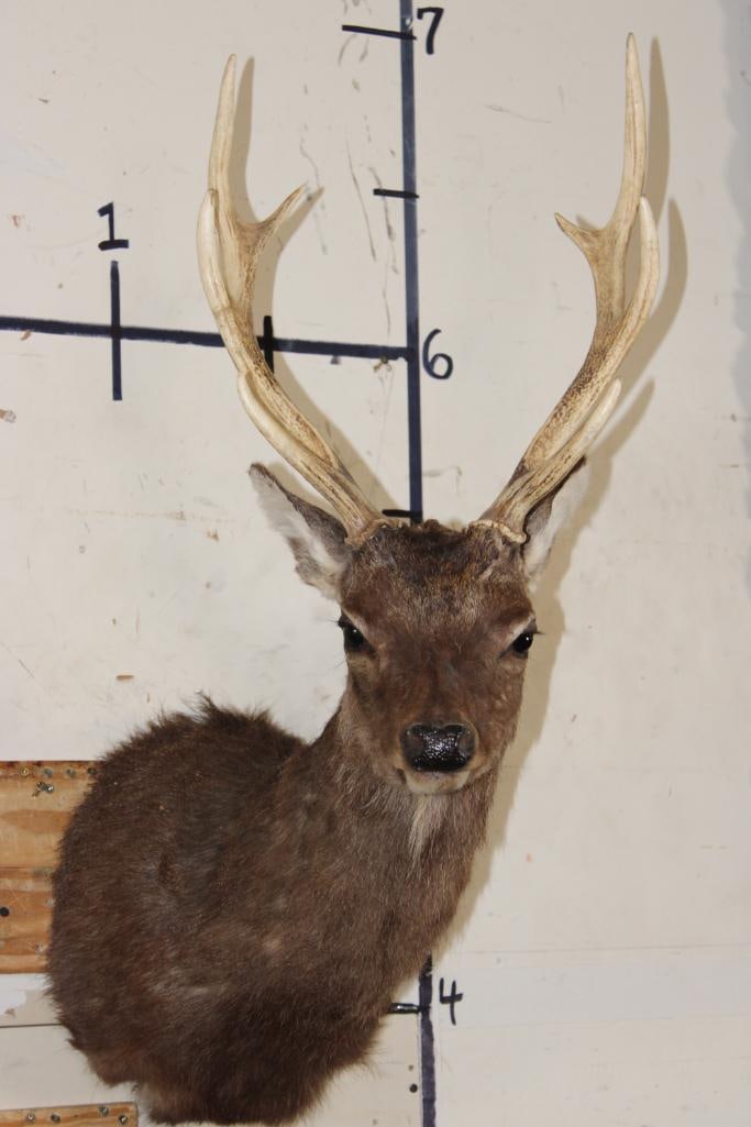 8-Point SIKA DEER Shoulder Mount (1 of 10)