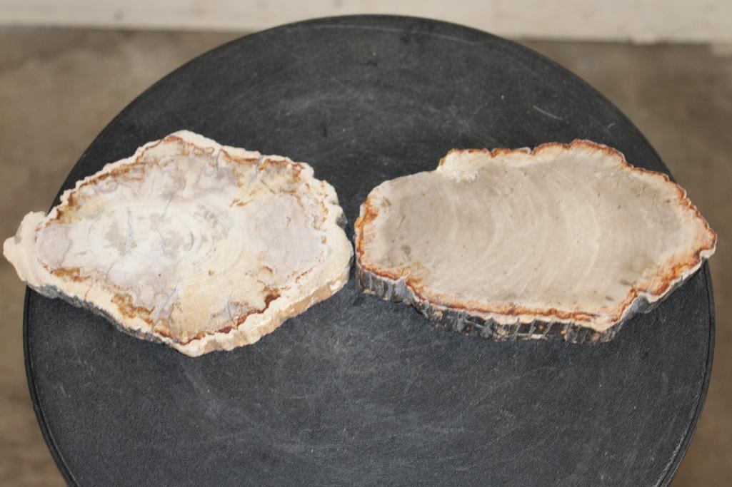 (2) Polished PETRIFIED WOOD Slices from Indonesia (ONE$) (1 of 6)
