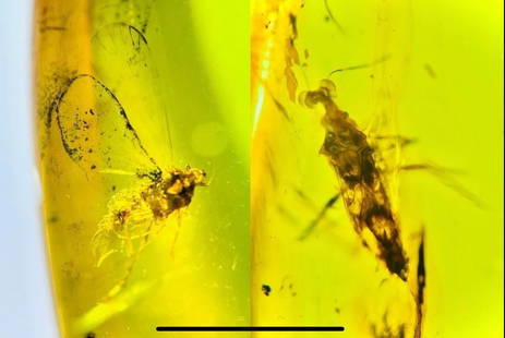 Authentic Myanmar AMBER Fossil Specimen with a Pentatomidae Cicada Insect Inside: Authentic Myanmar AMBER Fossil Plant Resin Specimen with a Pentatomidae Cicada Insect Inside. It has fine quality and clarity. The specimen measures 1 1/8" Long by 1/2" Wide and Weighs 1.43 g or 7.15