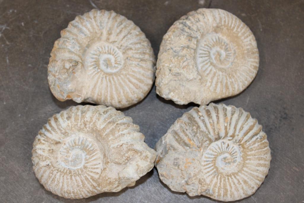(4) AMMONITE FOSSILS from Morocco, (ONE$) (1 of 8)