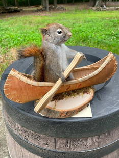 *New* PINE SQUIRREL Mounted in a Canoe: Adorable *New* PINE SQUIRREL Mounted in a Canoe. He measures approximately 7.5" Tall x 12" Long. Great decor for a hunting cabin or lodge. TAXIDERMY