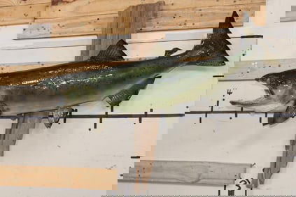 Real Skin KING SALMON Fish Mounted on Driftwood