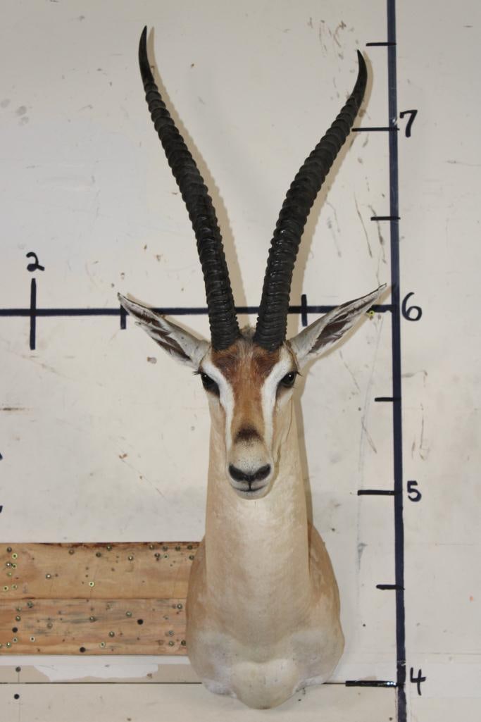 GRANT'S GAZELLE Shoulder Mount (1 of 8)