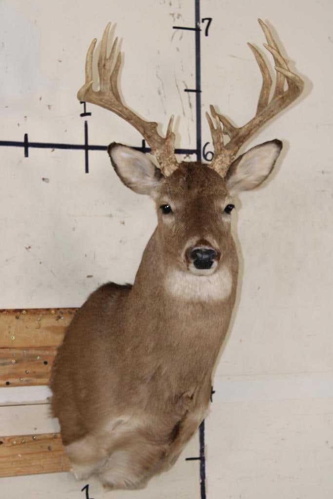 14-Point WHITETAIL DEER Shoulder Mount: Nice, Newer 14-Point WHITETAIL DEER Shoulder Mount with a 18 5/8" Spread in Good Condition. TAXIDERMY