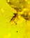 item-209901715=11