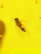 item-209901715=12
