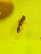 item-209901715=15
