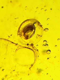 Big 19.15 ct Authentic Myanmar AMBER Fossil Specimen with Insects and an Enhydro: Big Authentic Myanmar AMBER Fossil Plant Resin Specimen with&nbsp;Insects and an enhydro&nbsp;inside! This specimen is particularly interesting because you can see the water bubble or cavity containin