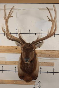 14-Point ELK Shoulder Mount: Nice, Newer, and Clean 14-Point ELK Shoulder Mount with a 43" Spread. This is a Big boy, he is in Good Condition. TAXIDERMY