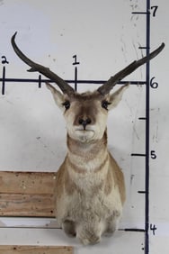 PRONGHORN Shoulder Mount with a Non-typical Horn Spread