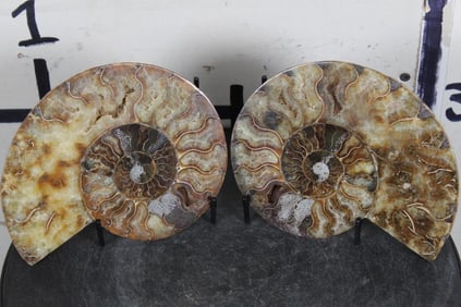 Cut and Polished Agatized AMMONITE FOSSIL from Madagascar with a Display Stand
