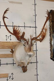 33-Point Double Shovel CARIBOU Shoulder Mount on a Driftwood Wall Hanger