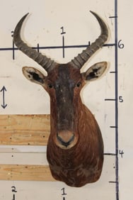 XXL TSESSEBE Shoulder Mount